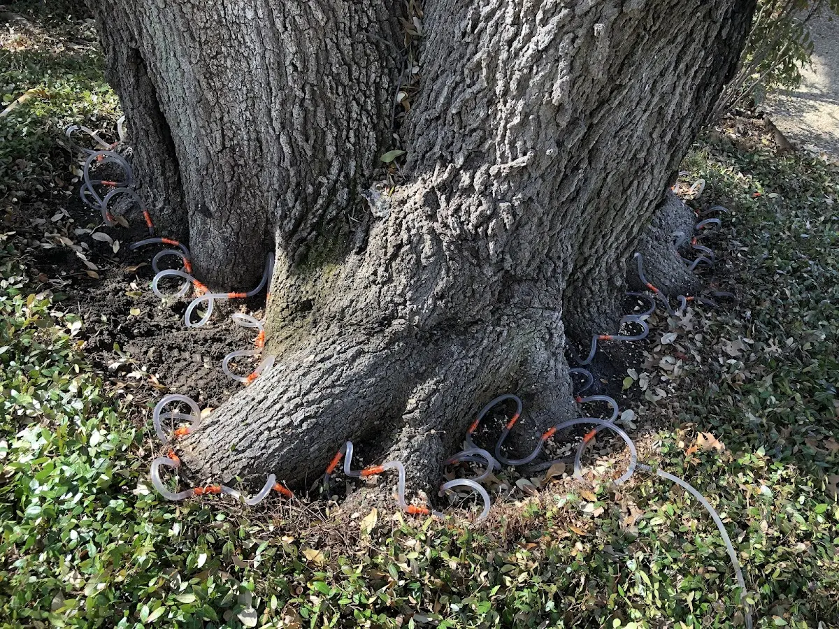 Detailed Tree Cabling and Bracing job site in Ozone Park