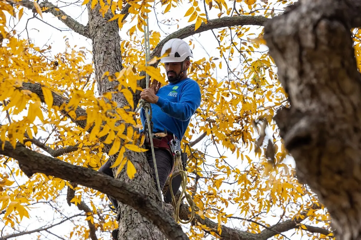 Skilled Tree Planing crew working in Ozone Park
